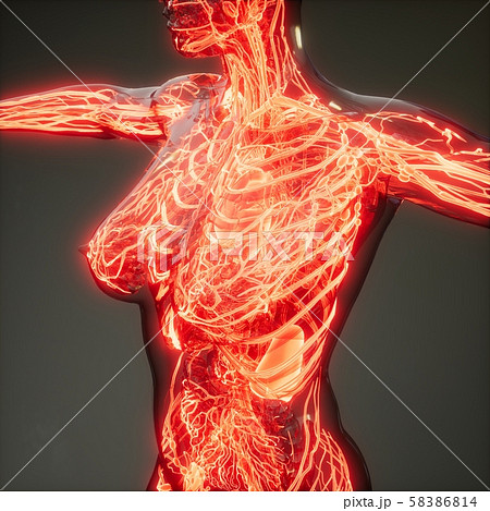 Blood Vessels of Human Body Blood Vessels of Human Body 58386814
