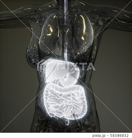 3d illustration of human digestive system parts 58386832