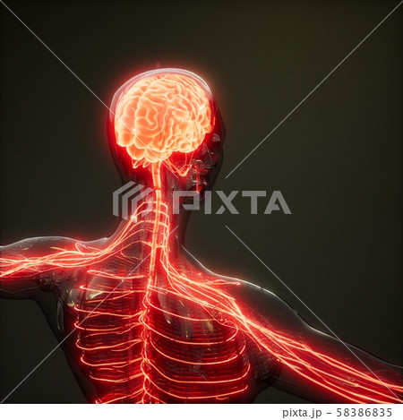 Human Brain Radiology Exam Human Brain Radiology Exam 58386835