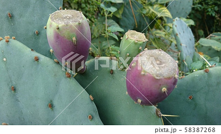 ウチワサボテンの実の写真素材