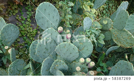 ウチワサボテンの実の写真素材