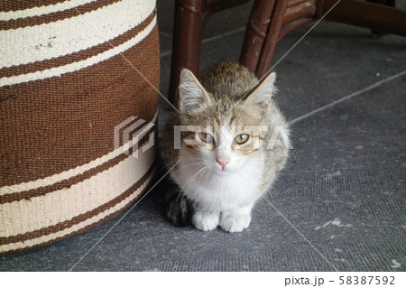 トルコのねこ トルコのねこ 58387592