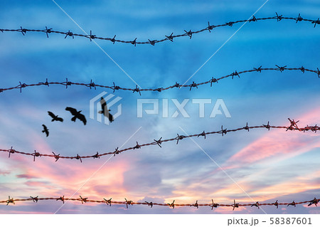 freedom and human rights concept. silhouette of free bird flying in the sky behind barbed wire with sunset background 58387601