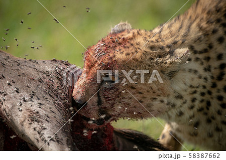 Close-up of cheetah feeding surrounded by flies Close-up of cheetah feeding surrounded by flies 58387662
