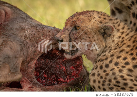 Close-up of bloody cheetah lying by kill 58387679