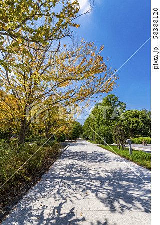 柏の葉公園の並木道 柏の葉公園の並木道 58388120