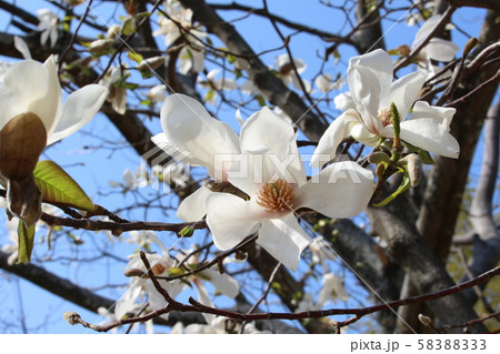 松山城の本丸広場に咲くコブシの花の写真素材 53