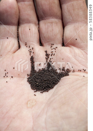 Black small poppy seeds Black small poppy seeds 58388349