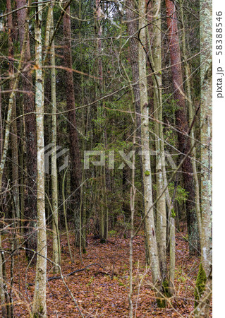 end of autumn 58388546