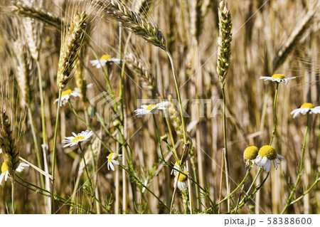 white chamomile flowers white chamomile flowers 58388600