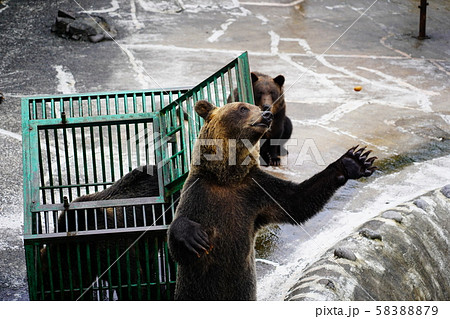 餌を取ろうとするヒグマ 58388879