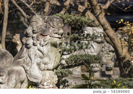 神社狛犬 神社狛犬 58389060