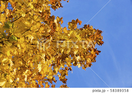 leaf fall in the forest 58389358