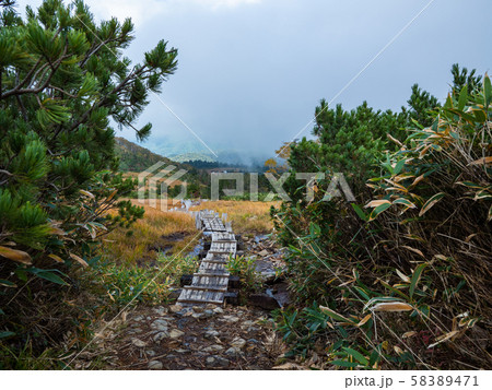 尾瀬御池熊沢田代池塘 58389471
