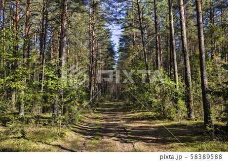 road among forest road among forest 58389588