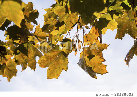 autumn maple leaves autumn maple leaves 58389602