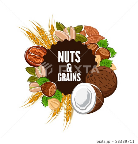 Grains and nuts, cereals vector banner 58389711