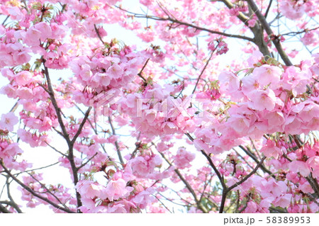 松山城の登城道に咲く陽光桜 松山城の登城道に咲く陽光桜 58389953