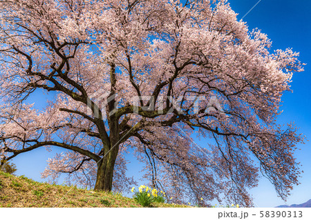 山梨県・韮崎市 わに塚の一本桜 58390313