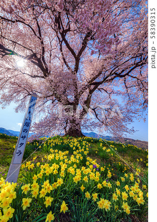 山梨県・韮崎市 わに塚の一本桜 山梨県・韮崎市 わに塚の一本桜 58390315