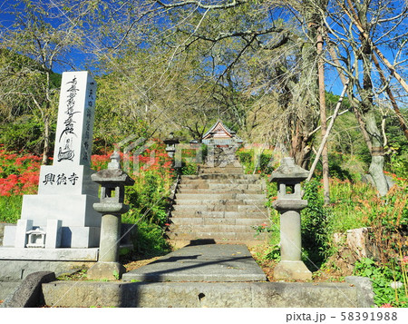 興徳寺　彼岸花のある景色 58391988