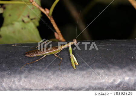 ヒメカマキリ 秋の夜の昆虫の写真素材