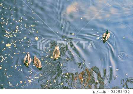 A duck swims in a pond among the leaves A duck swims in a pond among the leaves 58392456