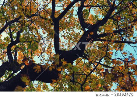 Old maple tree in early autumn 58392470