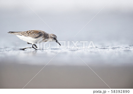 トウネン（北海道・コムケ湖） 58392890