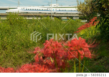 彼岸花と新幹線 58393211