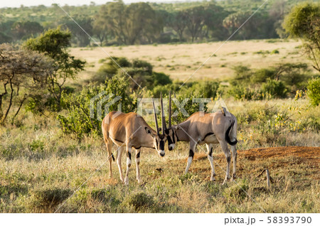 Oryx couple in the savannah of Samburu Park Oryx couple in the savannah of Samburu Park 58393790