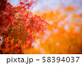 紅葉 58394037