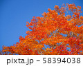 紅葉 58394038