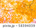 紅葉 58394039