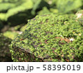 苔 58395019