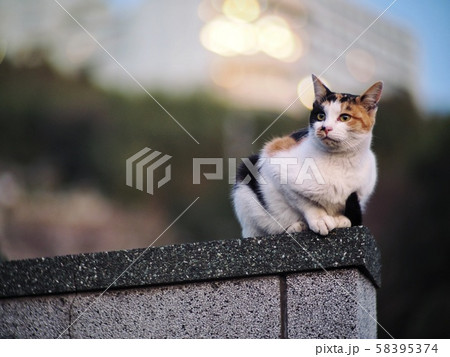塀に登り遠くを見つめる猫 塀に登り遠くを見つめる猫 58395374