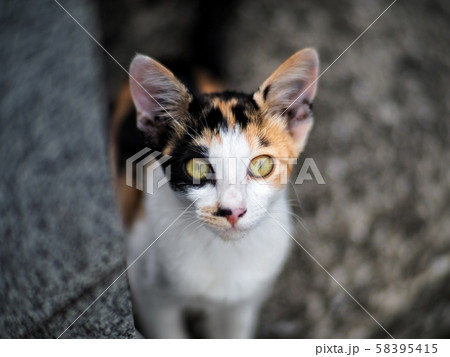こちらを見つめる仔猫 こちらを見つめる仔猫 58395415