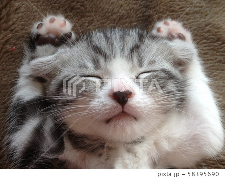 バンザイ猫 58395690