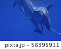 イルカ 58395911