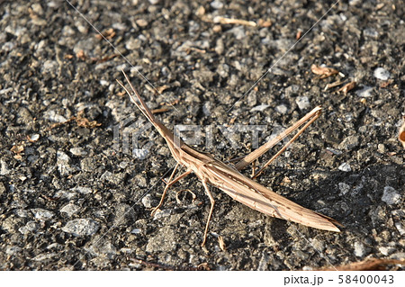 ショウリョウバッタ 58400043