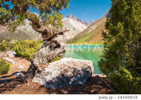 Archa tree on shore of turquoise Kulikalon lake in Archa tree on shore of turquoise Kulikalon lake in 58400659