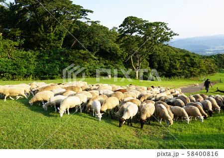 ひつじの大行進 58400816