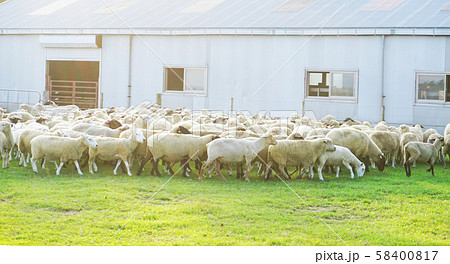 ひつじの大行進 58400817