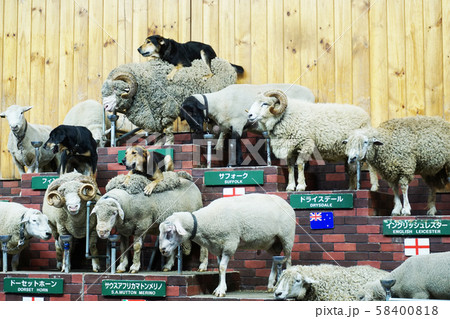 羊ショーと牧羊犬 58400818
