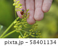 Ladybug on the hand. Ladybug on grass background. 58401134