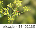 Ladybug on grass background. Macro red ladybug. 58401135