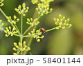 Ladybug on grass background. Macro red ladybug. 58401144