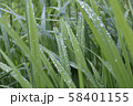 Fresh green grass with dew drops. Close-up. 58401155