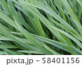 Fresh green grass with dew drops. Close-up. 58401156