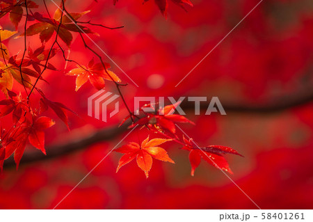 勝持寺　紅葉 58401261